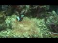 Home Aquarium in Hawaii - Nimo - Black Clownfish 1