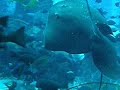 Atlantis Dubai - Diver in the Aquarium