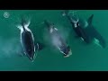 ORCA ─ Superpredator Whale and Shark Killer
