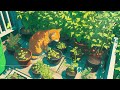 Nature Green Garden 🌱🍃Calm Your Mind ~ Lofi hip hop mix 🎧💌 relax / stress relief || Lofi With My Cat