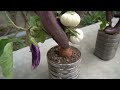 Can't Imagine How To Grow Eggplant And Carrots | How To Grow Eggplant At Home