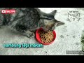 KUCING makan//Cat fooding