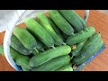 Grow cucumbers vertically with organic fertilizer from eggshells | High yield, lots of fruit