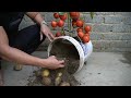 The Secret To Growing Tomatoes And Potatoes 2 In 1 Is Surprising