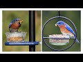 Attracting Bluebirds