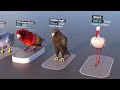 Birds Size 3D Comparison 2022