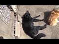 穏やかな犬達の様子