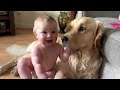 The Best Year Of Our Lives! Dogs Adopt New Baby Boy! (Cutest Ever!!)