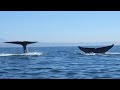 Blue Whale close encounter Newport Harbor California