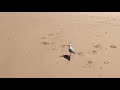 4K Beach Walk - The Spit - Gold Coast Australia - Virtual Walk - Treadmill Background
