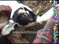 Feeding baby goats milk from a bottle: Cuteness from Rural India
