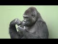 Wife gorilla explodes in anger at husband gorilla's prank💢 Shabani Group