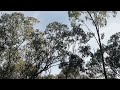 Swift Parrot sighting VIII - 24/06/2024