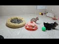 Best Funny Dogs and Cats Videos🤔Funniest Animal videos 2024😻🐕‍🦺Part 9
