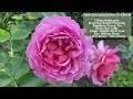 #89 Find your favourite rose with a tour of David Austin's rose garden