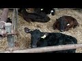 Calf Rearing. Tips and Tricks