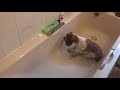 Welsh Springer Spaniel bath