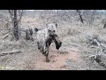 50 Incredible Moments Hyena Vs Animal Caught On Camera