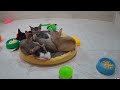 New Funny Animals😹🐕Best Funny Dogs and Cats Videos Of The Week😉