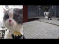 🙀🤣 Try Not To Laugh Dogs And Cats 😻😘 Funny Animal Videos 2024 # 14
