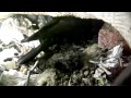 Raben - Die intelligentesten Vögel der Welt (Tierdokumentation in HD)