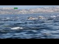 Dolphin Stampede Overtakes Whale Watching Boat