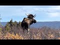 Moose Hunting 2022