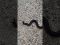 Cottonmouth on the road #herping #wildlife #venomous #snake #louisiana #nature #animal #swamp