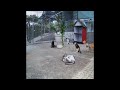 ❤️🤣 Funniest Cats and Dogs Videos 😸😂 Best Funniest Animals Video 2024 #16