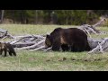 Photographing a Grizzly Bear with Cubs & Gray Wolves!! - Yellowstone Spring Wildlife Photography