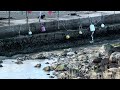 【能登半島地震】輪島市大沢町漁港から潮が引いていく