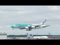 ANA A380 ウミガメ