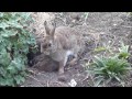 Wild baby rabbit feeding time