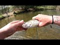 Fishing for TROUT in Pennsylvania (FLY FISHING)