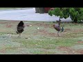 Young Peacock Chases Squirrel Away