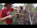 Foraging Oyster Mushrooms in Colorado! {Harvest Clean Cook}