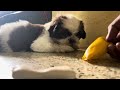 Pintu shihtzu Mango Eating 🐶❤️ #shihtzumania #cute #shitzulove #bengaluru #puppy