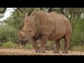 La vie autour d'un point d'eau - Namibie - Part V par Thomas Deschamps