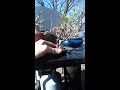 Euphorbia milii bonsai update