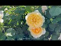 【4K】伊奈バラ園（埼玉県）2024バラまつり 5月9日の開花状況 町制施行記念公園 May 9,2024　Spring roses　Ina rose garden Japan