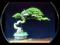 Loạt những  cây cảnh BONSAI dáng “Long Cuốn Thủy” đẹp ngây ngất