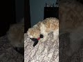 Shitzu tries to climb up in mom’s bed, carrying his baby, will he succeed?#love #subscribe #dog
