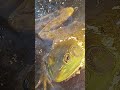 Big frog at fish lake