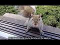 How to safely pet a wild squirrel