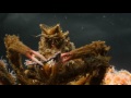 Decorator Crabs Make High Fashion at Low Tide | Deep Look