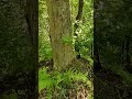 abandoned buildings in the woods