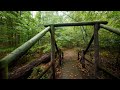 Walking in the Rain, Autumn Forest, Gentle Thunder Rumbles for Sleep and Study, ASMR