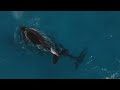 Vanishing Giants: Save the Majestic Whale Sharks | Guardians of the Deep | Wild Ocean | Conserve