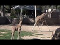 Baby Giraffe With Mom 💖| Reid Park Zoo | Born January 15, 2024🎉