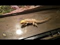 BEARDED DRAGON - A Cute And Funny Juvenile Bearded Dragon Video || PET VIDEOS